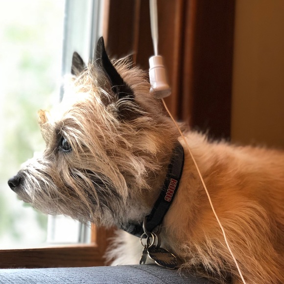 Meet your Posher, Lucy - Picture 1 of 1